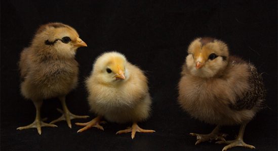 Why All the Chicken Littles Should Calm Down | Simplifying The Market